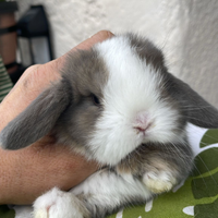 Cuccioli coniglio minilop varie colorazioni