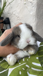 Cuccioli coniglio minilop varie colorazioni