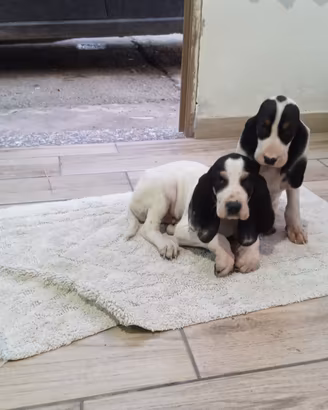 Cuccioli arejois