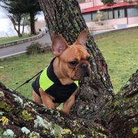 Bulldog francese Monta