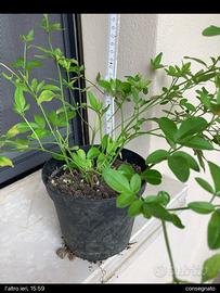 Gelsomino giallo ,sempreverde