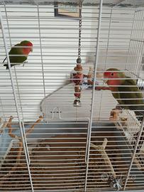 Coppia pappagallini inseparabili