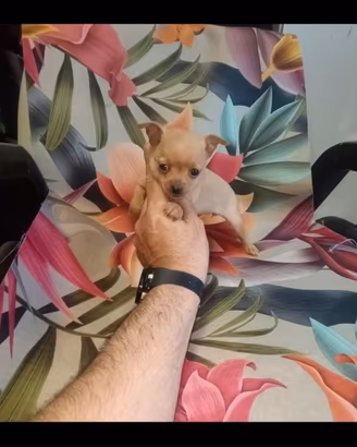 Chihuahua toy pelo corto