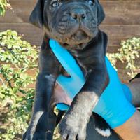 Cuccioli di Cane Corso selezione