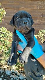 Cuccioli di Cane Corso selezione