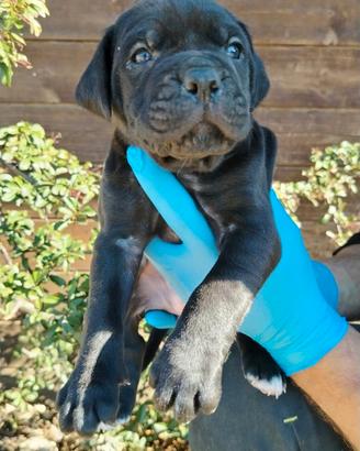 Cuccioli di Cane Corso selezione