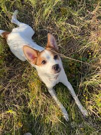 Cagnolino