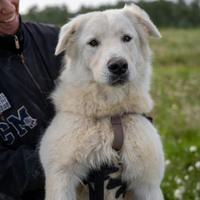 Peppe - pastore maremmano