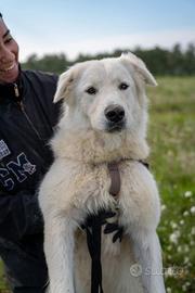 Peppe - pastore maremmano