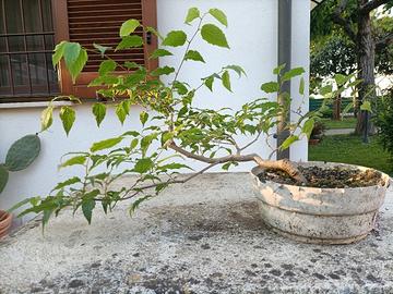 Prebonsai di bagolaro