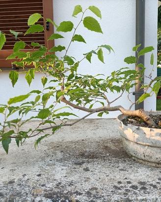 Prebonsai di bagolaro