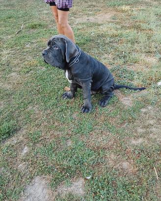 Mastino napoletano pedigree