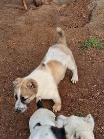 Cuccioli alabai - pastore asia centrale