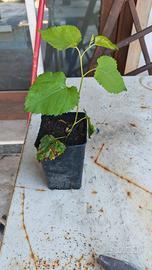 Piantine di gelso 