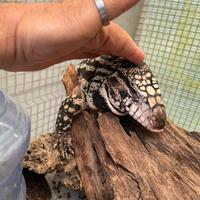 Tegu Argentino Salvator merianae