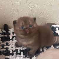 Scottish straight Fawn cinnamon