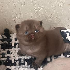 Scottish straight Fawn cinnamon