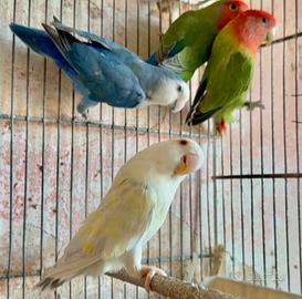 Inseparabili