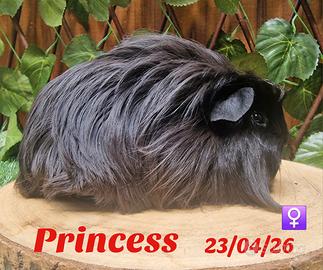 cavie di razza con pedigree 