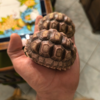 Sulcata