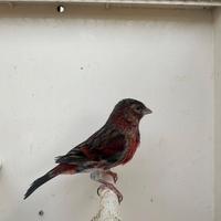 Ibridi MASCHI di Cardinalino del Venezuela