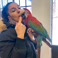 Pappagallo Ara Cloroptera Baby 2025