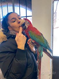 Pappagallo Ara Cloroptera Baby 2025