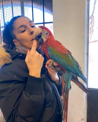 Pappagallo Ara Cloroptera Baby 2025