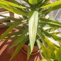 Pianta yucca in vaso. 