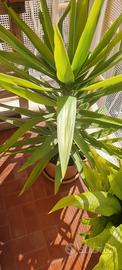 Pianta yucca in vaso. 