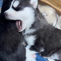 Cuccioli di Husky Siberiano