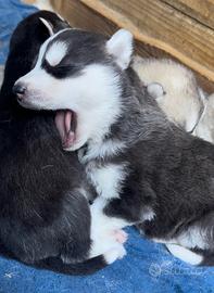 Cuccioli di Husky Siberiano