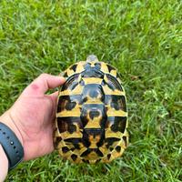 SOLO FEMMINUCCE ADULTE Tartarughe di terra hB