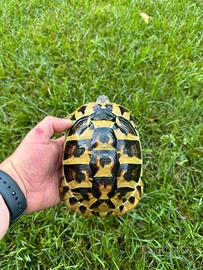 SOLO FEMMINUCCE ADULTE Tartarughe di terra HH HB