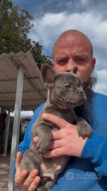 Cuccioli dí bulldog francese blu