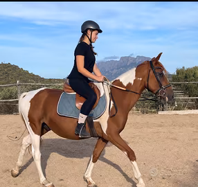 Cavallo