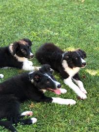 Border Collie bianchi e neri