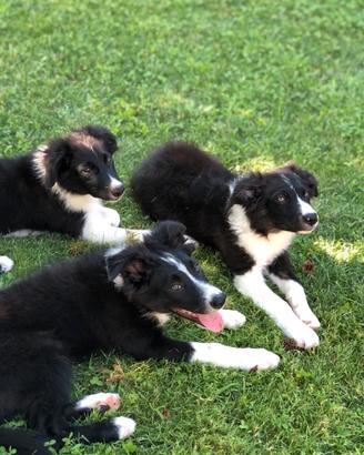 Border Collie bianchi e neri