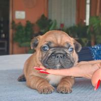 Bulldog francese cuccioli pedigree enci