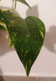 Gratis pianta verde