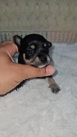 Chihuahua mini