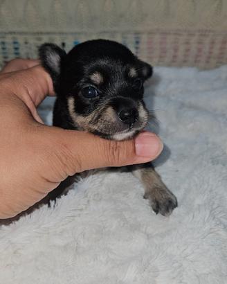 Chihuahua mini