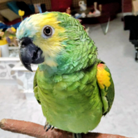 Pappagallo amazzone fronte xanthoptery