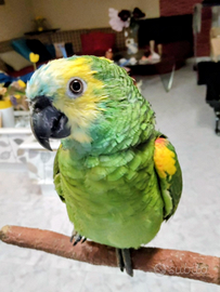 Pappagallo amazzone fronte xanthoptery