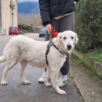 Cagnolona taglia grande mix maremmano-golden