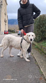 Cagnolona taglia grande mix maremmano-golden