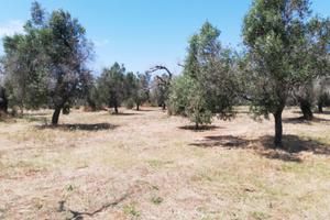Oliveto