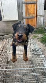 Jagd terrier fox