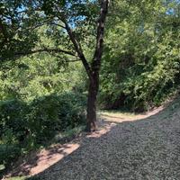 Alberi Noci in Piedi