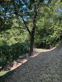 Alberi Noci in Piedi